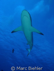 grey shark, Bora Bora.
Cybershot Sony T5 by Marc Biehler 